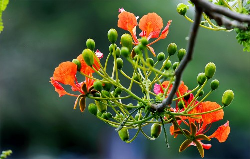Oranje en groene bloemen op een tak in Viëtnam, 6 december 	2017.